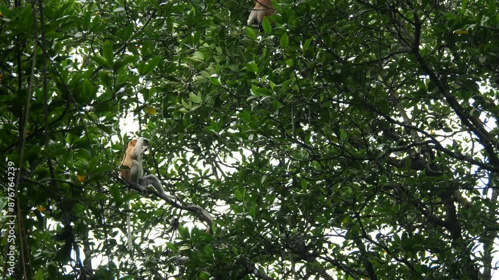 Selective focus proboscis monkey in the wild, sitting on tree, at mangrove forest at Tarakan, Indonesia. Proboscis monkey foraging at mangrove forest. Wild nature stock footage. Selective focus proboscis monkey in the wild, sitting on tree, at mangrove forest at Tarakan, Indonesia. Proboscis monkey foraging at mangrove forest. Wild nature stock footage.