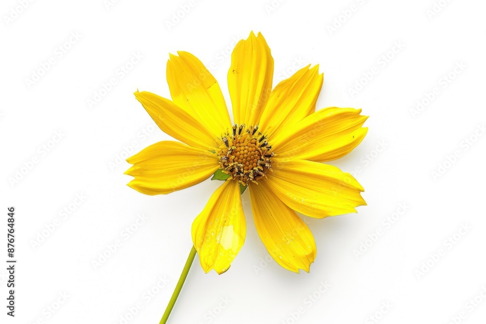 A bright yellow flower sits alone on a white background A bright yellow flower sits alone on a white background