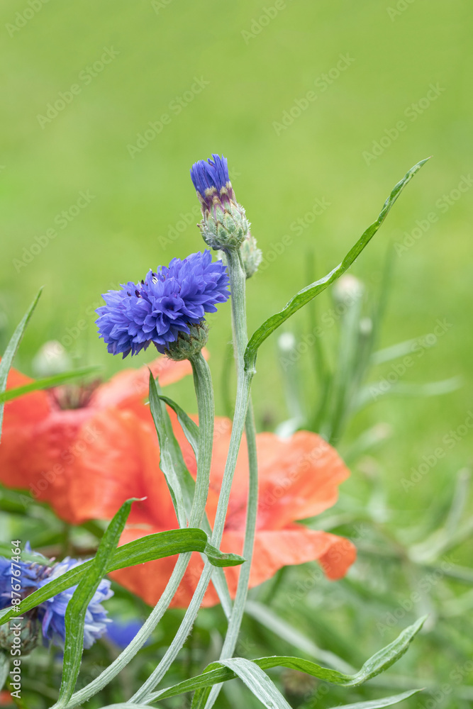 Fotografie Dark blue cornflower with double blossom (Centaurea cyanus)