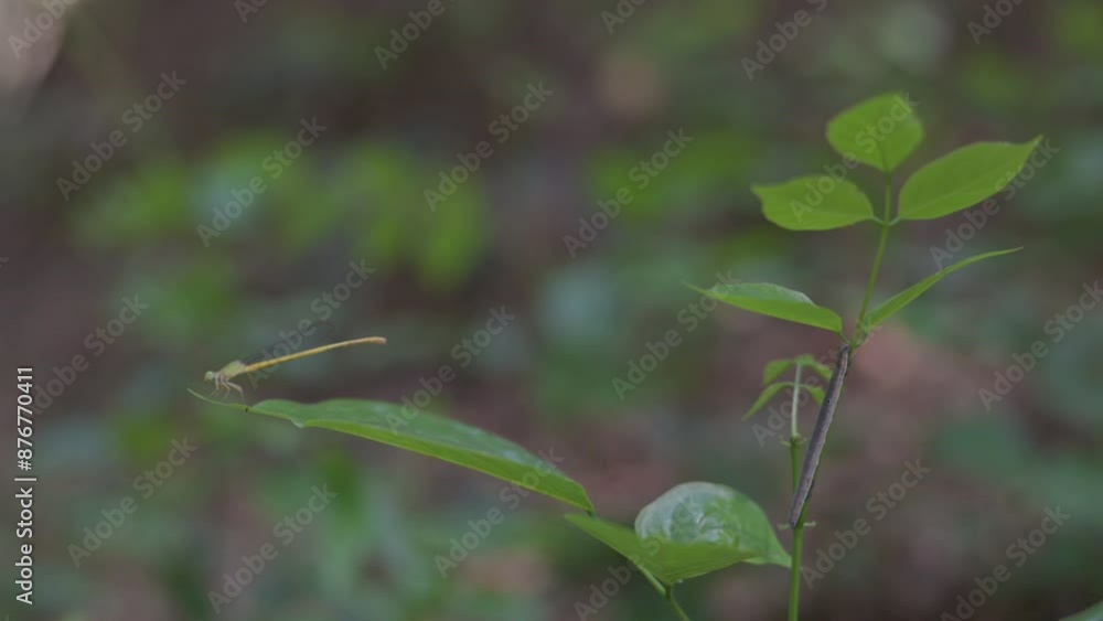 Yellow green Damselflies on a leaf in jungle, Bihar, India Yellow green Damselflies on a leaf in jungle, Bihar, India