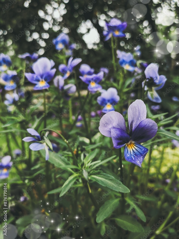 Blossoming violets in the garden Blossoming violets in the garden