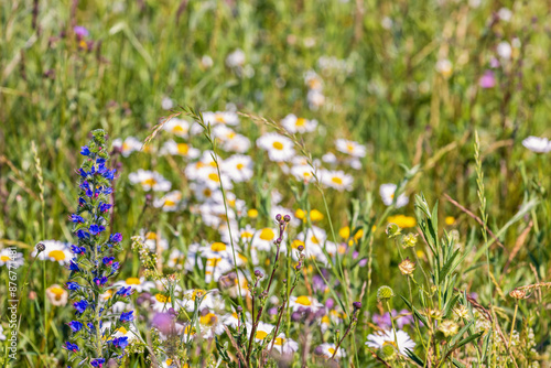 Photography Viper's bugloss wild flower on a meadow in the summer