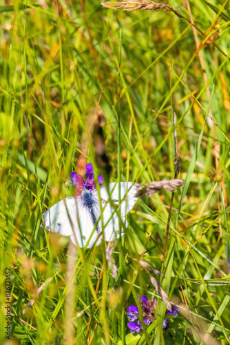 Green veined white butterfly in a grass meadow photo