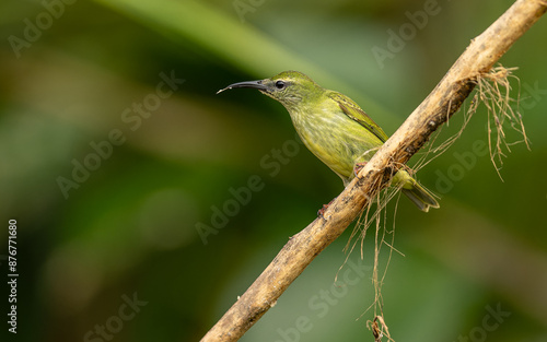 red-legged honeycreeper, Türkisnaschvogel, auch Rotfußhonigsauger (Cyanerpes cyaneus), weibchen