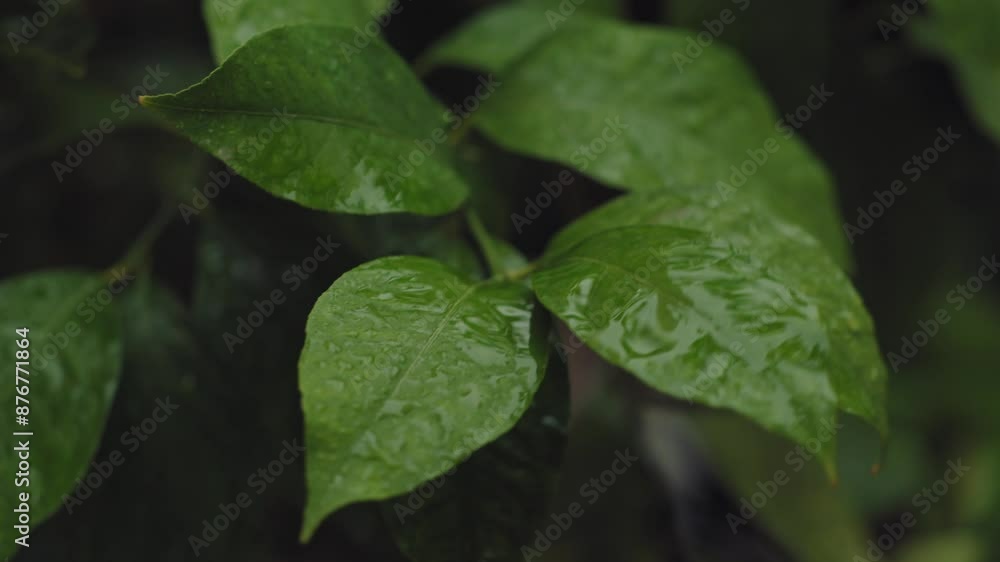 Green leaves covered in dewdrops while raining. Green leaves covered in dewdrops while raining.