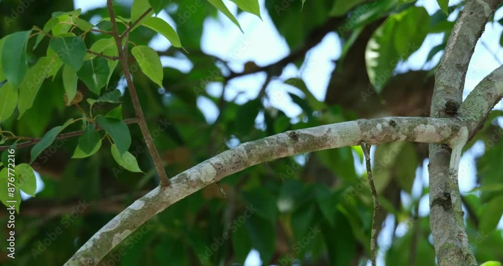 Sitting on a branch of a tree inside a national park in Thailand, a Long-tailed Broadbill Psarisomus dalhousiae flies towards the right side of the frame.