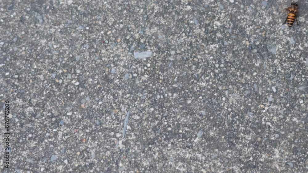 Bee Crawling on Pavement Bee Crawling on Pavement