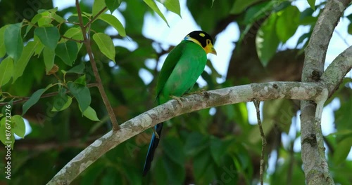 Looking down from its perch, a Long-tailed Broadbill Psarisomus dalhousiae is resting on a tiny branch of a tree inside a national park in Thailand. photo