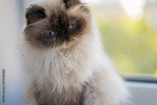 A young Persian white and black cat, sitting and looking askance at us. The focus is on the eyes.