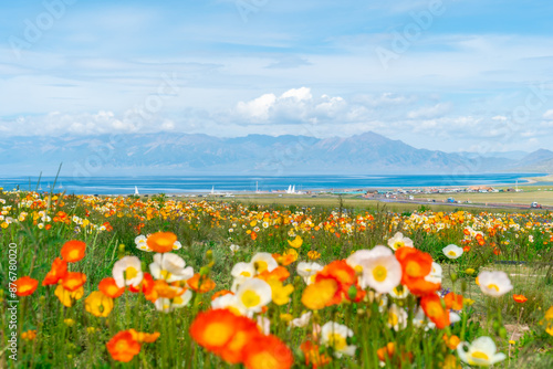 Beautiful blooming poppy flower fields at sayram lake in Xinjiang, China photo