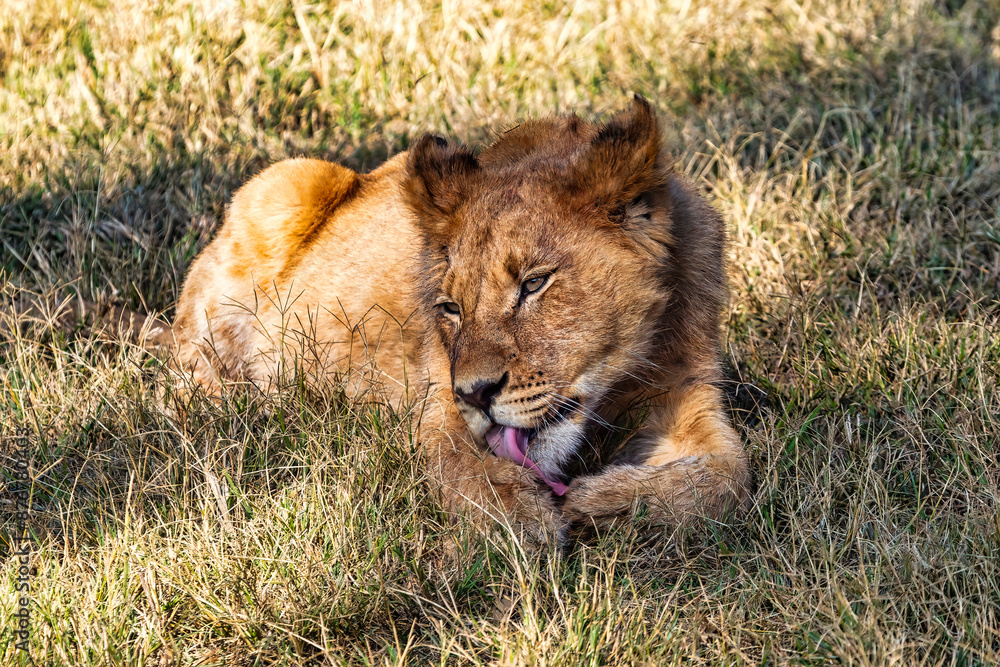 Fauna africana Fauna africana