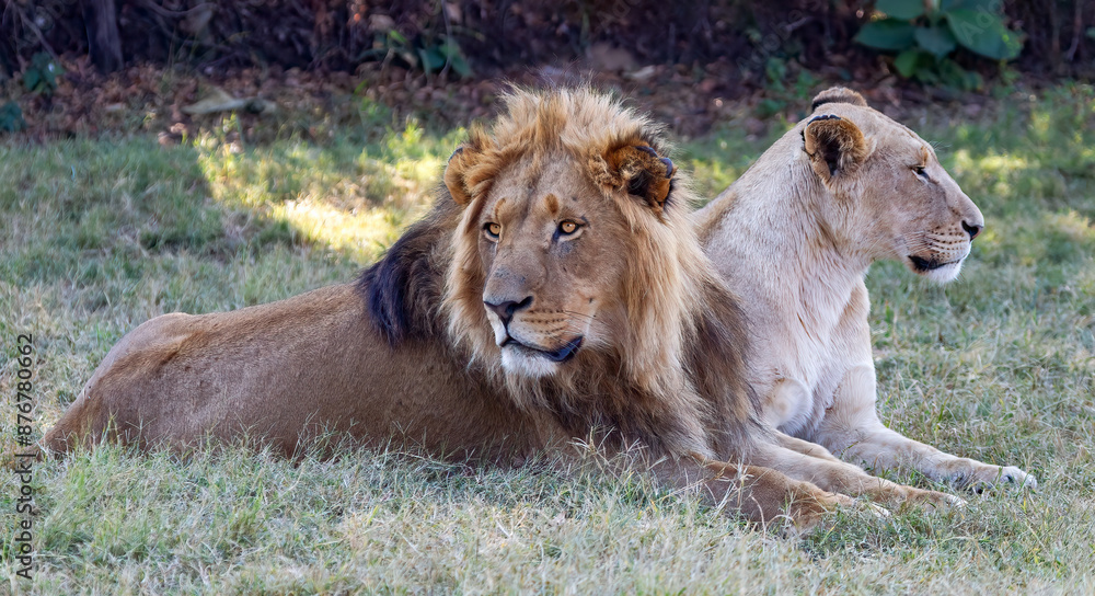 Naklejka premium Fauna africana