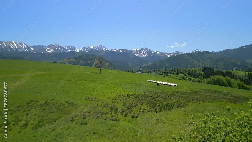 Aerial view of stunning landscape of flock of sheep grazing on green pastures near Tatra Mountains in summer, Poland Aerial view of stunning landscape of flock of sheep grazing on green pastures near Tatra Mountains in summer, Poland