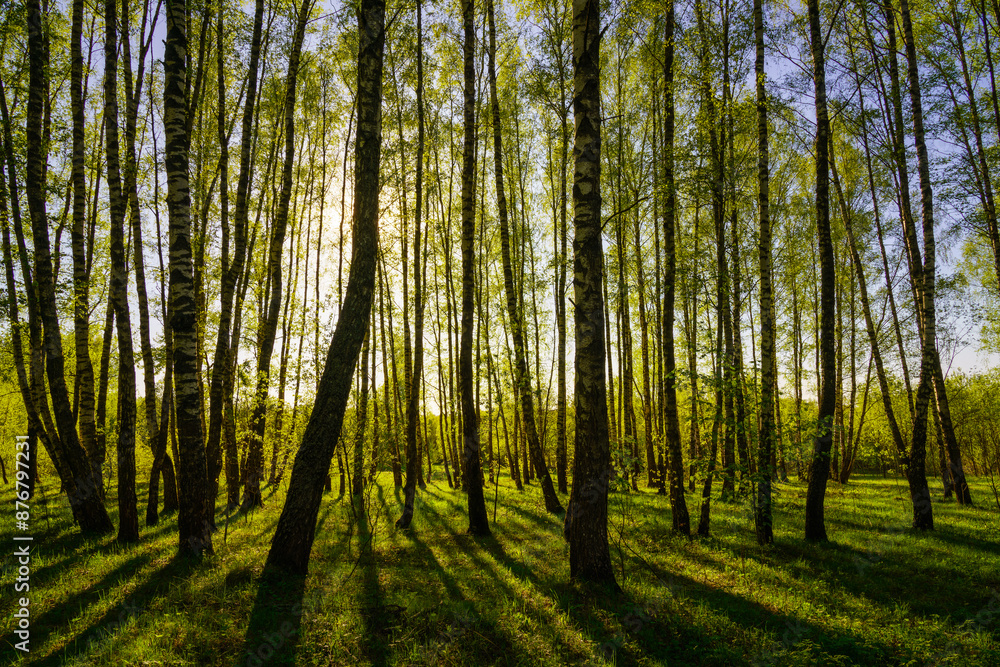 Sunset or sunrise in a spring birch forest with bright young foliage glowing in the rays of the sun and shadows. Sunset or sunrise in a spring birch forest with bright young foliage glowing in the rays of the sun and shadows.