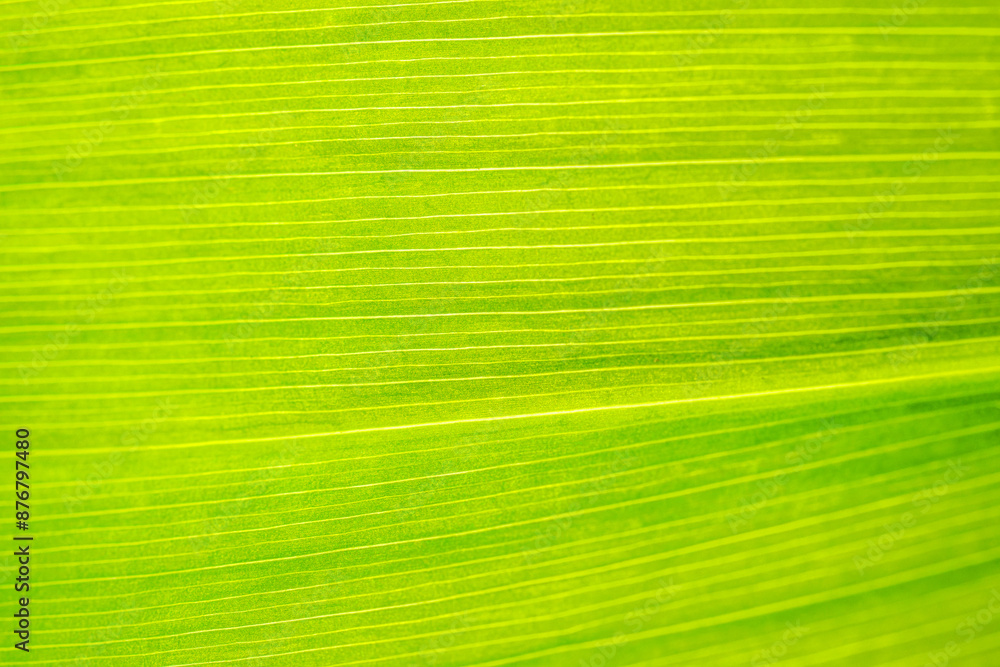 Macro shot of lily of the valley leaf. Foliage abstract background. Macro shot of lily of the valley leaf. Foliage abstract background.