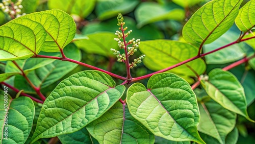 close up of stem and leaves of Japanese knotweed Reynoutria japonica which is an invasive non native species of plant, invasive, stem, knotweed, native, leaves, close, plant photo