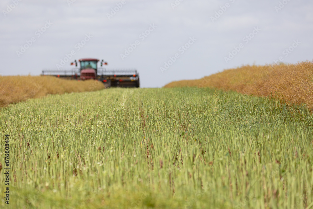 Machine cutting canola into rows (windrows) on a farm Machine cutting canola into rows (windrows) on a farm