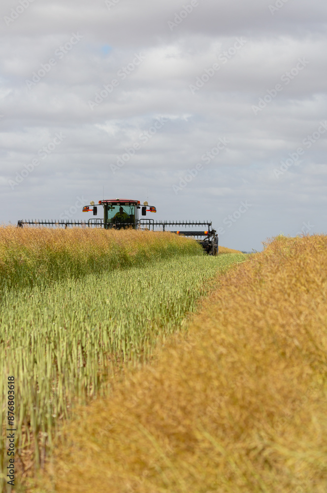 Machine cutting canola into rows (windrows) on a farm Machine cutting canola into rows (windrows) on a farm