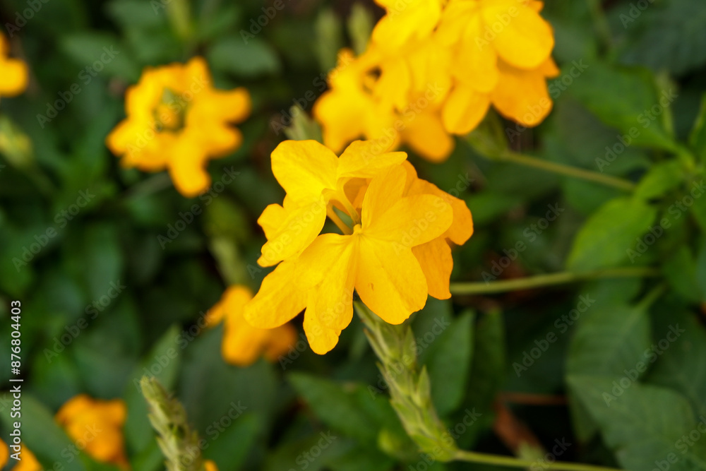 Close up Bright yellow firecracker flowers Close up Bright yellow firecracker flowers