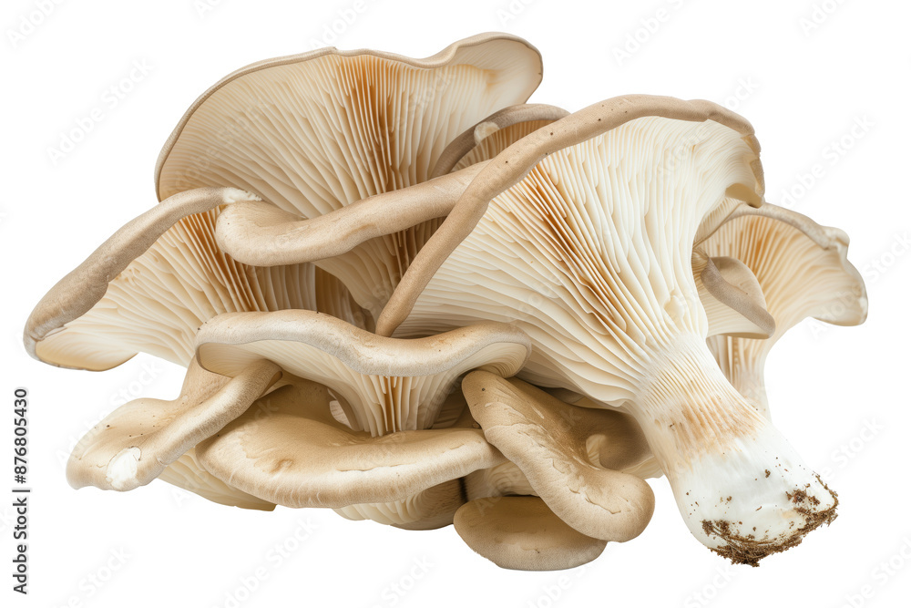 King Oyster mushrooms isolated on white background with clipping path, depth of field King Oyster mushrooms isolated on white background with clipping path, depth of field