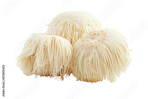 Lions Mane mushrooms isolated on white background with clipping path, depth of field