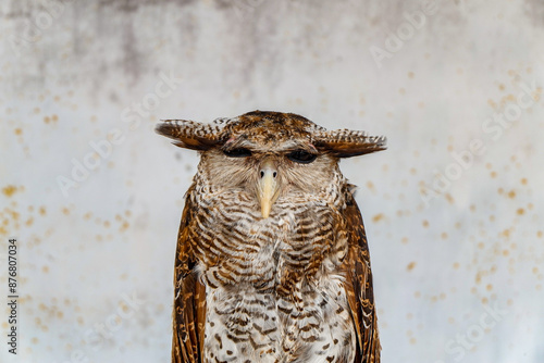 portrait of owl making eye contact photo