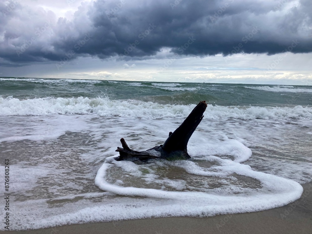 Treibholz am wilden Weststrand, Nationalpark Vorpommersche Boddenlandschaft, Fischland-Darß-Zingst, Mecklenburg-Vorpommern, Deutschland