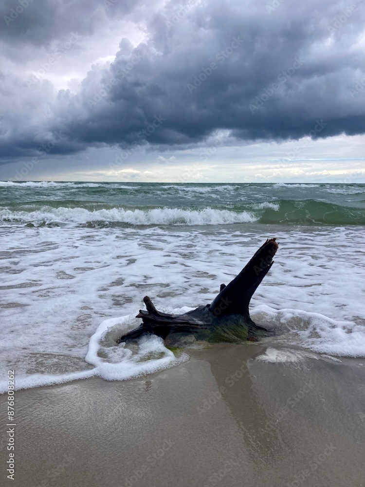 Treibholz am wilden Weststrand, Nationalpark Vorpommersche Boddenlandschaft, Fischland-Darß-Zingst, Mecklenburg-Vorpommern, Deutschland