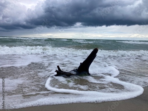 Obraz na płótnie Treibholz am wilden Weststrand, Nationalpark Vorpommersche Boddenlandschaft, Fischland-Darß-Zingst, Mecklenburg-Vorpommern, Deutschland w salonie