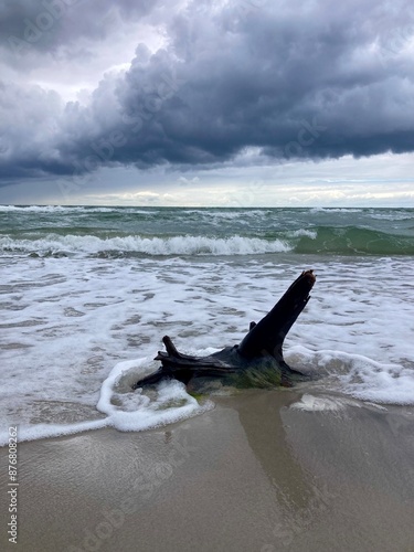 Obraz na płótnie Treibholz am wilden Weststrand, Nationalpark Vorpommersche Boddenlandschaft, Fischland-Darß-Zingst, Mecklenburg-Vorpommern, Deutschland w salonie