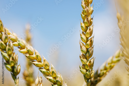 field of ripe wheat against blue sky, concept of growing cereal crops, harvest season, Grain deal photo