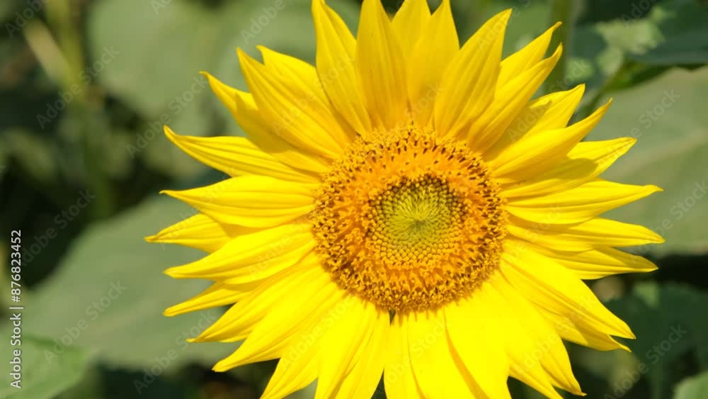 Blooming field with sunflowers at the end of summer, field with sunflowers for harvesting seeds and food production Blooming field with sunflowers at the end of summer, field with sunflowers for harvesting seeds and food production