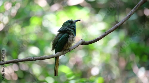 Puffing its feathers and shaking its body, a Blue-bearded Bee-eater Nyctyornis athertoni is looking at its surrounding while perching on a tiny twig in a national park in Thailand. photo