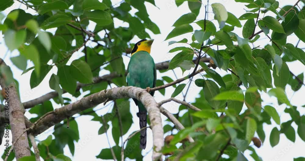 Perched on a twig, a Long-tailed Broadbill Psarisomus dalhousiae is flapping its tail and preening its wing feathers. Perched on a twig, a Long-tailed Broadbill Psarisomus dalhousiae is flapping its tail and preening its wing feathers.