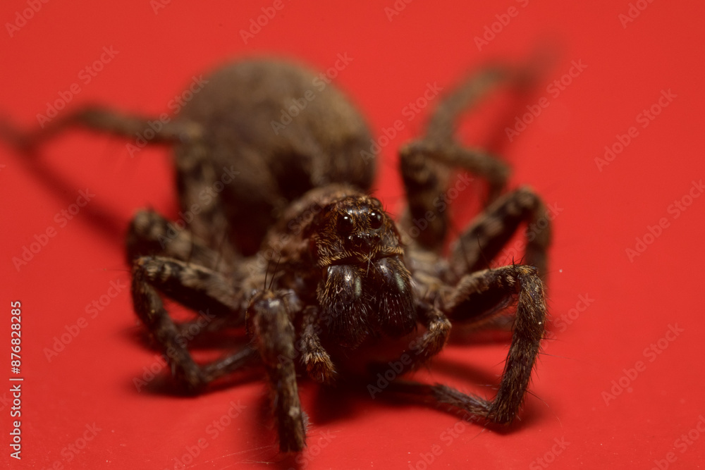 Schöne Nahaufnahme einer Trichter Spinne mit roten Hintergrund. Schöne Nahaufnahme einer Trichter Spinne mit roten Hintergrund.