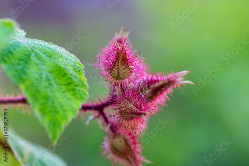 Garten, Pflanzen, Cannabis, Hanf, Beeren, Drüsen, klebrig, Früchte, grün, Weinbeeren, Obst, ernten, genießenGarten, Pflanzen, Cannabis, Hanf, Beeren, Drüsen, klebrig, Früchte, grün, Weinbeeren, Obst, 