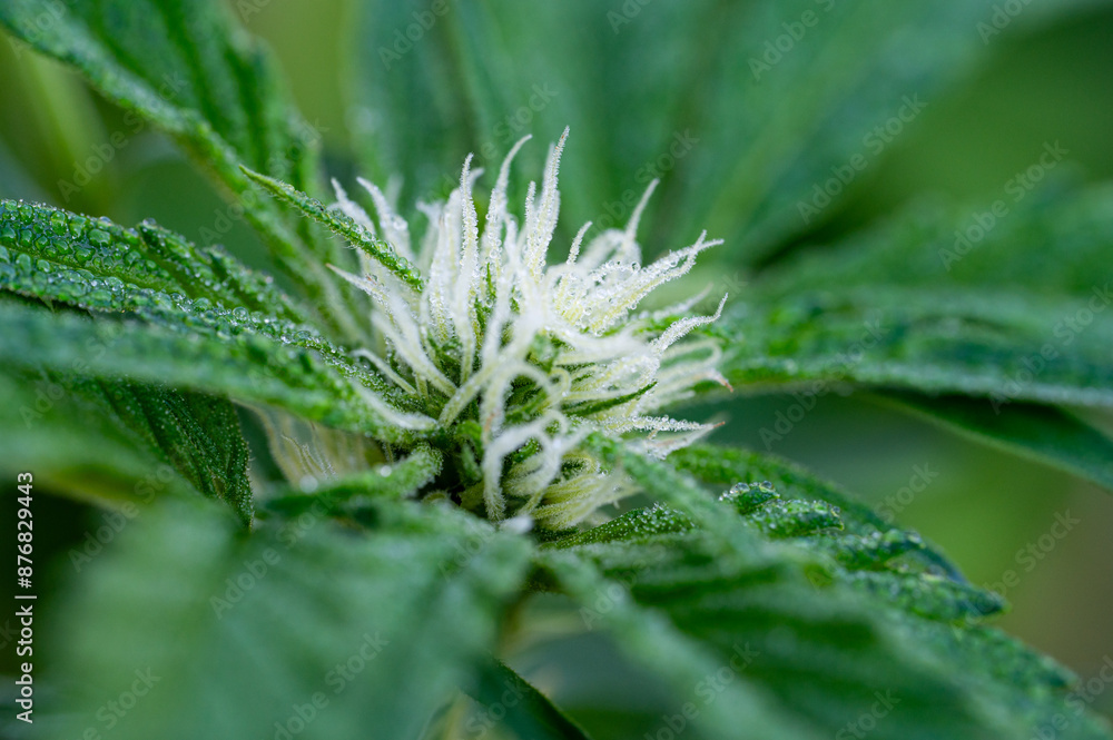 Garten, Pflanzen, Cannabis, Hanf, Beeren, Drüsen, klebrig, Früchte, grün, Weinbeeren, Obst, ernten, genießenGarten, Pflanzen, Cannabis, Hanf, Beeren, Drüsen, klebrig, Früchte, grün, Weinbeeren, Obst, 