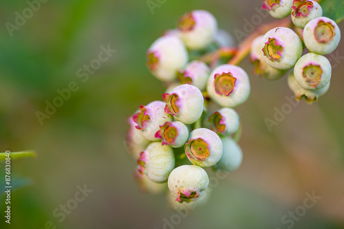 Garten, Pflanzen, Cannabis, Hanf, Beeren, Drüsen, klebrig, Früchte, grün, Weinbeeren, Obst, ernten, genießenGarten, Pflanzen, Cannabis, Hanf, Beeren, Drüsen, klebrig, Früchte, grün, Weinbeeren, Obst, 