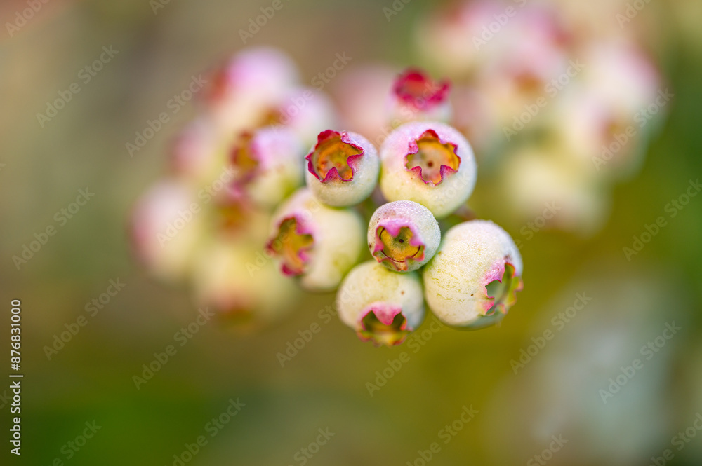 Garten, Pflanzen, Cannabis, Hanf, Beeren, Drüsen, klebrig, Früchte, grün, Weinbeeren, Obst, ernten, genießenGarten, Pflanzen, Cannabis, Hanf, Beeren, Drüsen, klebrig, Früchte, grün, Weinbeeren, Obst, Garten, Pflanzen, Cannabis, Hanf, Beeren, Drüsen, klebrig, Früchte, grün, Weinbeeren, Obst, ernten, genießenGarten, Pflanzen, Cannabis, Hanf, Beeren, Drüsen, klebrig, Früchte, grün, Weinbeeren, Obst,