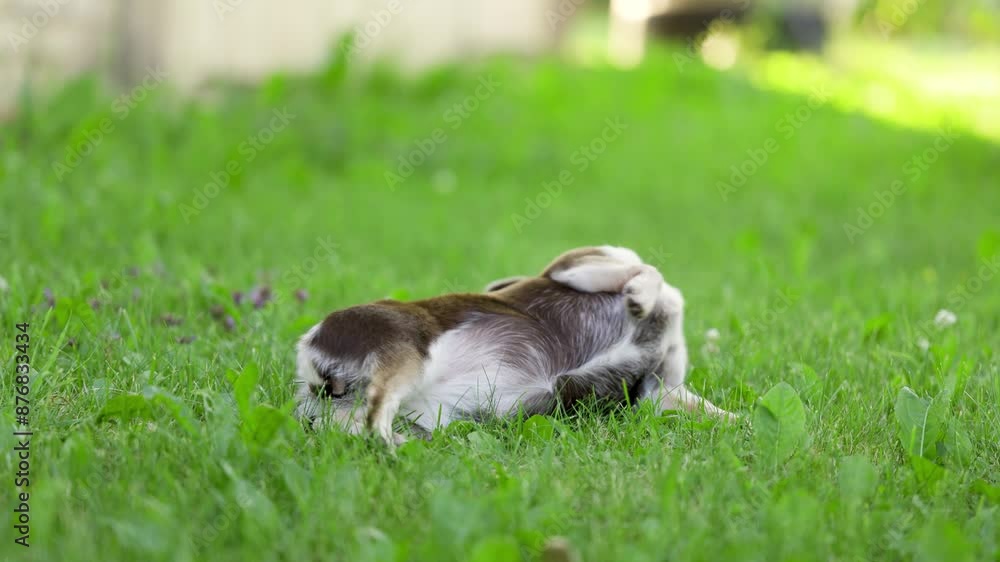 A Chihuahua frolics on green grass, rolling on its back and joyfully playing. A Chihuahua frolics on green grass, rolling on its back and joyfully playing.