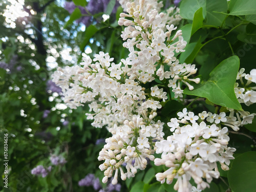 White lilac flowers