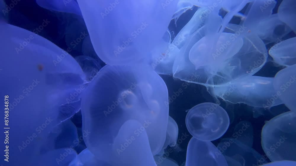 In the middle of a jellyfish swarm In the middle of a jellyfish swarm