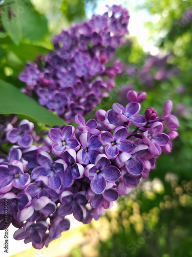 Lilac flowers closeup