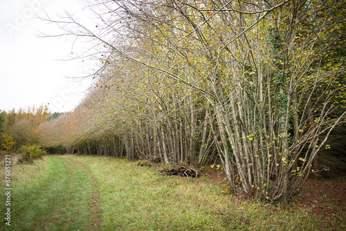 Row of coppiced trees in a forest, Buckinghamshire, UK