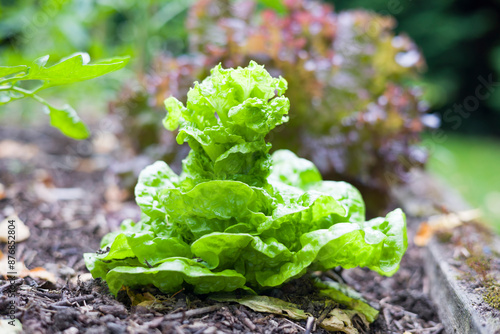 Lettuce bolting plant growing in a vegetable bed in a UK garden
