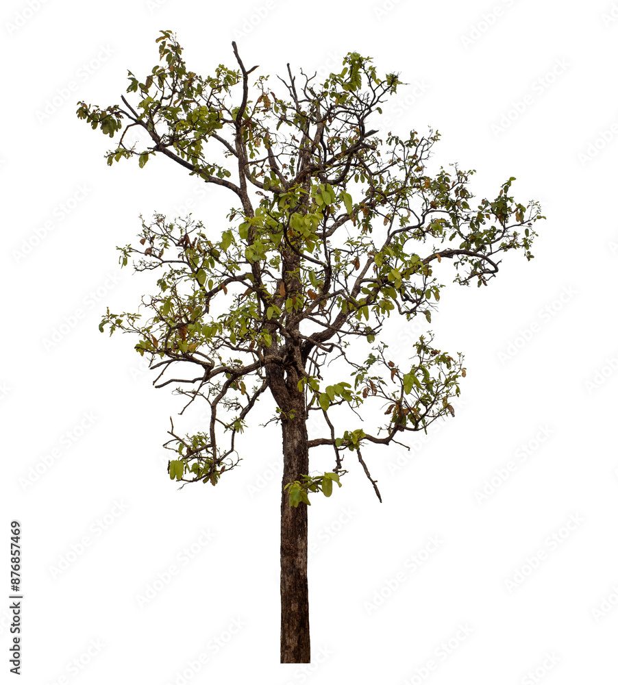Tree isolated on transparent background with clipping path and alpha channel. Tree isolated on transparent background with clipping path and alpha channel.