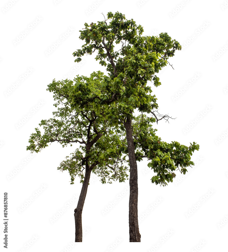 Green tree isolated on transparent background with clipping path and alpha channel. Green tree isolated on transparent background with clipping path and alpha channel.