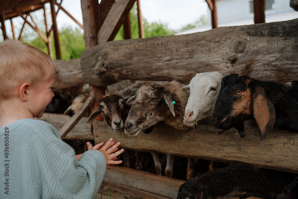 Happy boy feeding goats in farm