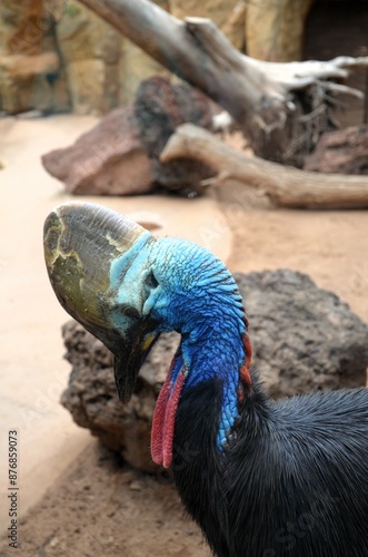 Southern cassowary (Casuarius casuarius), also known as the double-wattled cassowary. photo