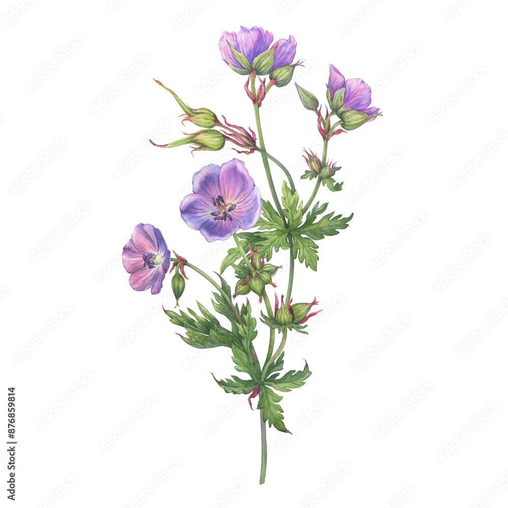Close-up of violet meadow geranium (Geranium pratense, the meadow crane's-bill) wildflowers. Watercolor hand painting illustration on white background Close-up of violet meadow geranium (Geranium pratense, the meadow crane's-bill) wildflowers. Watercolor hand painting illustration on white background